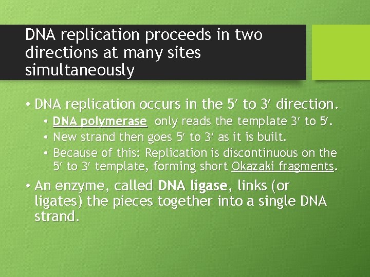 DNA replication proceeds in two directions at many sites simultaneously • DNA replication occurs