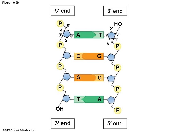 Figure 10. 5 b 5′ end P 4′ 3′ P 3′ end 5′ 2′