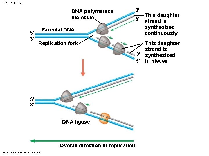 Figure 10. 5 c DNA polymerase molecule 5′ 3′ Parental DNA Replication fork 5′