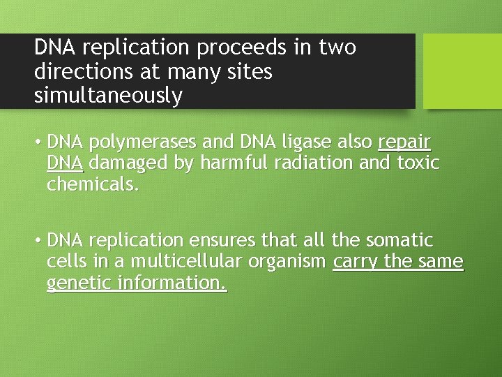 DNA replication proceeds in two directions at many sites simultaneously • DNA polymerases and