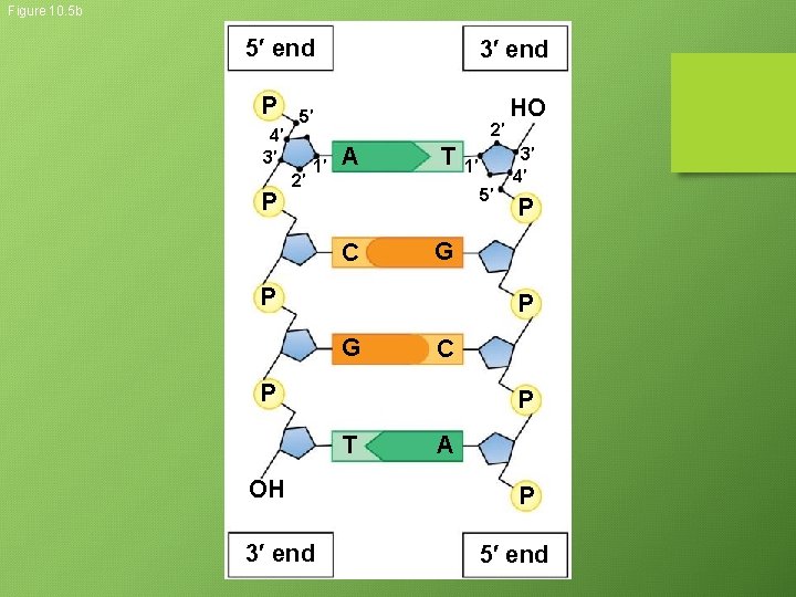 Figure 10. 5 b 5′ end P 4′ 3′ P 3′ end 5′ 2′