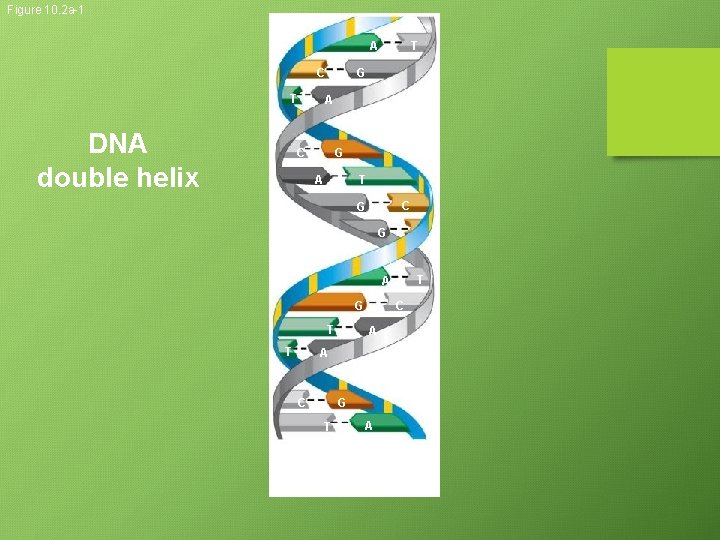 Figure 10. 2 a-1 A G C T DNA double helix T A C