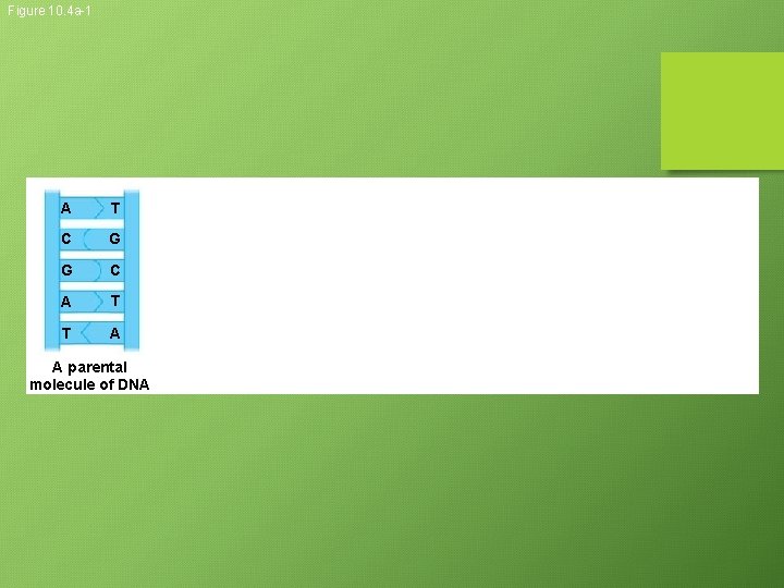 Figure 10. 4 a-1 A T C G G C A T T A