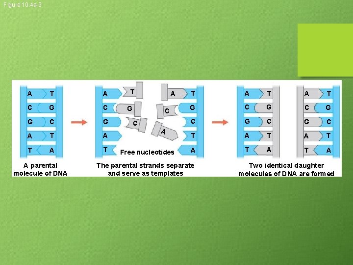 Figure 10. 4 a-3 A T A C G C G A T A