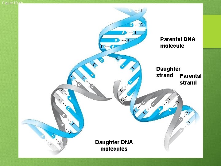 Figure 10. 4 b A T G C A A Parental DNA molecule T