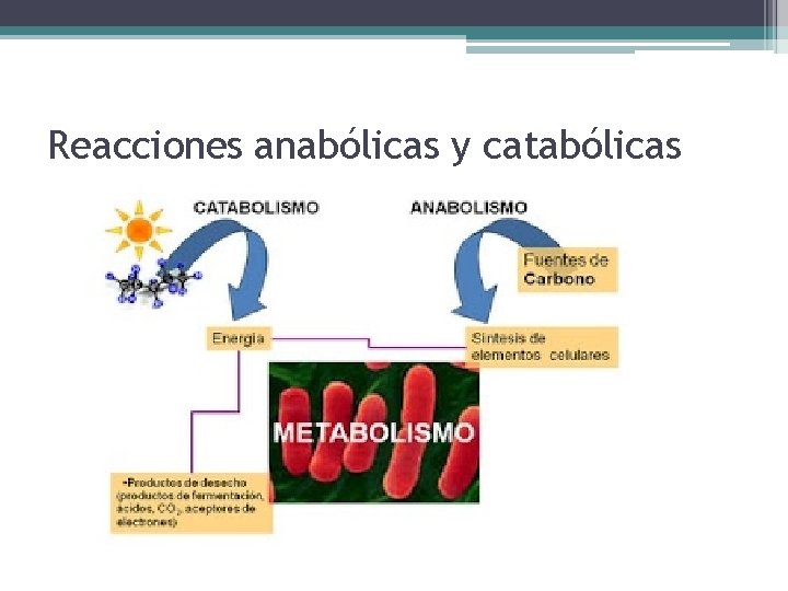 Reacciones anabólicas y catabólicas 