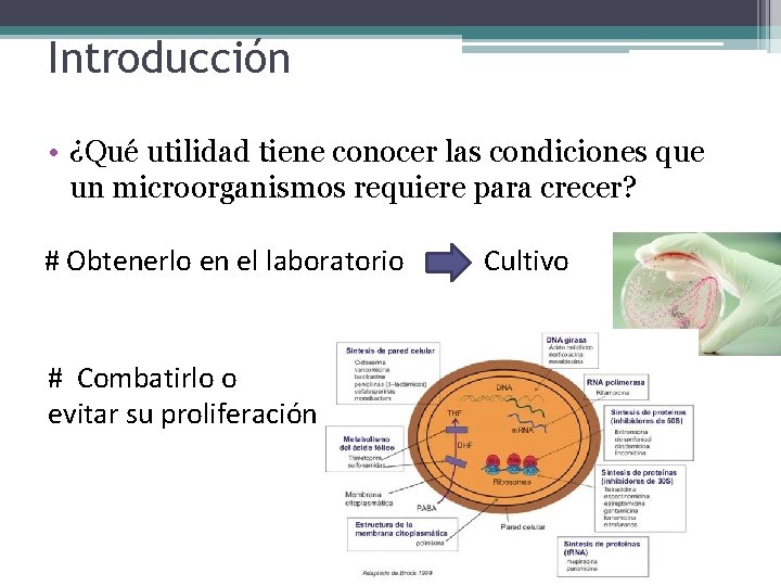 Introducción • ¿Qué utilidad tiene conocer las condiciones que un microorganismos requiere para crecer?