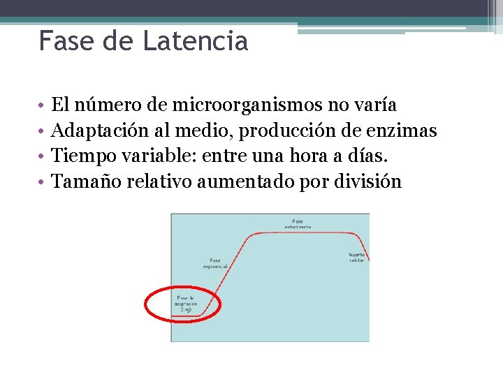 Fase de Latencia • • El número de microorganismos no varía Adaptación al medio,