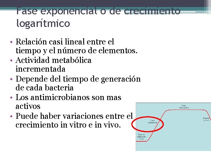 Fase exponencial o de crecimiento logarítmico • Relación casi lineal entre el tiempo y