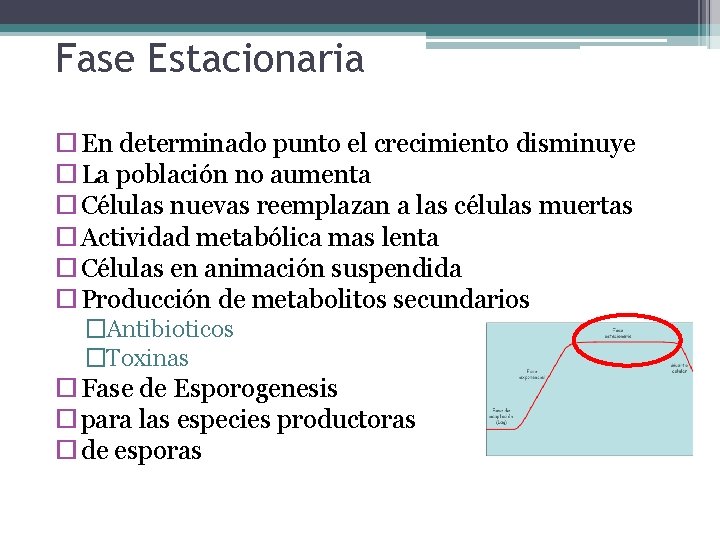 Fase Estacionaria En determinado punto el crecimiento disminuye La población no aumenta Células nuevas