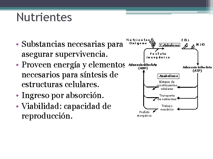 Nutrientes • Substancias necesarias para asegurar supervivencia. • Proveen energía y elementos necesarios para