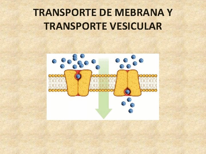 TRANSPORTE DE MEBRANA Y TRANSPORTE VESICULAR 