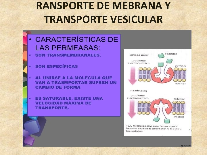 RANSPORTE DE MEBRANA Y TRANSPORTE VESICULAR 