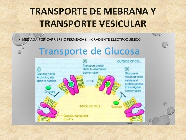 TRANSPORTE DE MEBRANA Y TRANSPORTE VESICULAR 