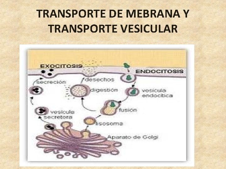 TRANSPORTE DE MEBRANA Y TRANSPORTE VESICULAR 