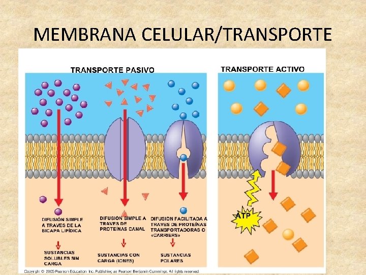 MEMBRANA CELULAR/TRANSPORTE 