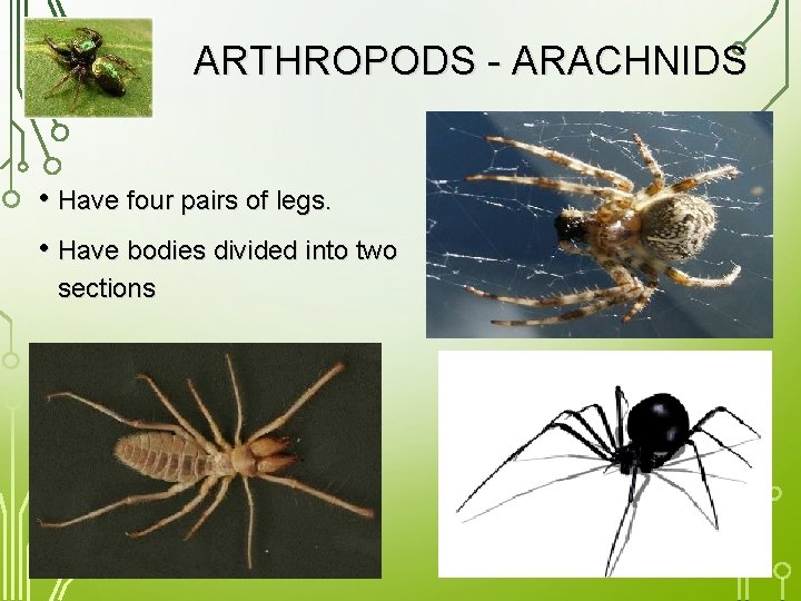ARTHROPODS - ARACHNIDS • Have four pairs of legs. • Have bodies divided into