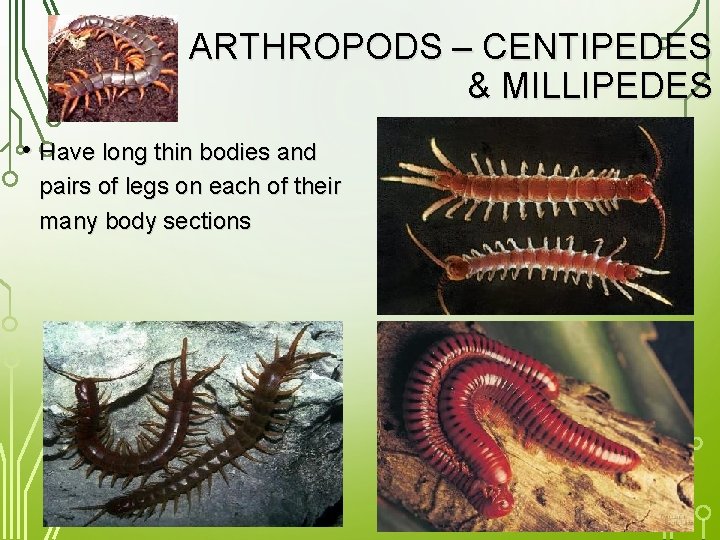 ARTHROPODS – CENTIPEDES & MILLIPEDES • Have long thin bodies and pairs of legs