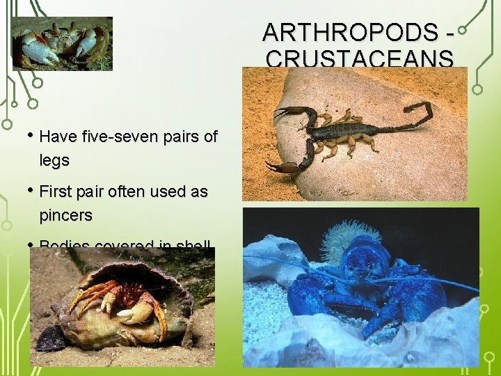 ARTHROPODS CRUSTACEANS • Have five-seven pairs of legs • First pair often used as