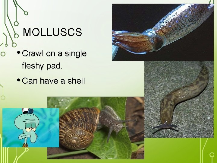MOLLUSCS • Crawl on a single fleshy pad. • Can have a shell 