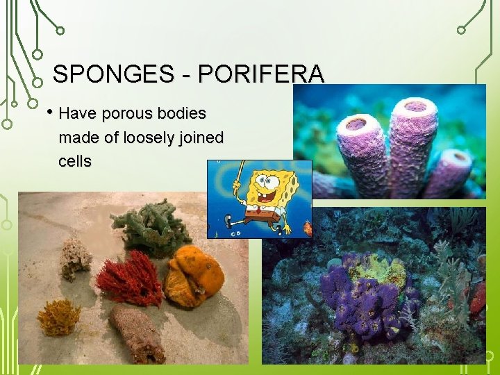 SPONGES - PORIFERA • Have porous bodies made of loosely joined cells 