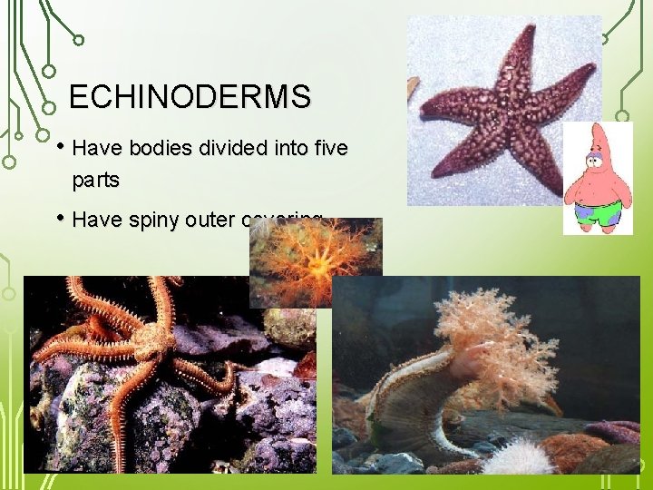 ECHINODERMS • Have bodies divided into five parts • Have spiny outer covering 