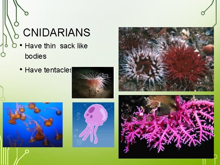 CNIDARIANS • Have thin sack like bodies • Have tentacles 