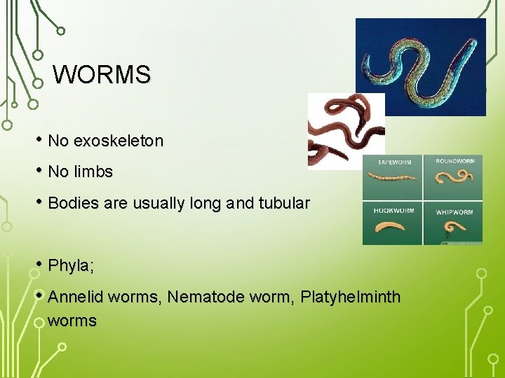 WORMS • No exoskeleton • No limbs • Bodies are usually long and tubular