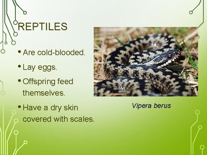 REPTILES • Are cold-blooded. • Lay eggs. • Offspring feed themselves. • Have a