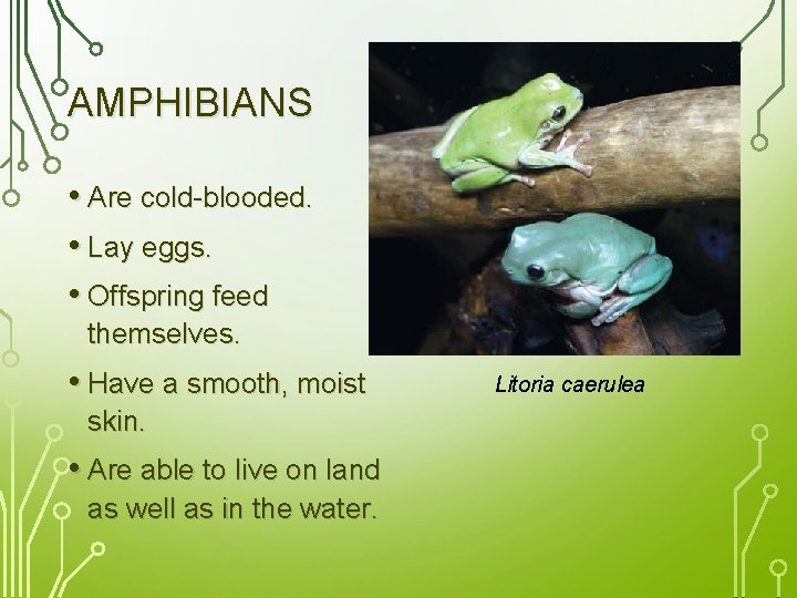 AMPHIBIANS • Are cold-blooded. • Lay eggs. • Offspring feed themselves. • Have a