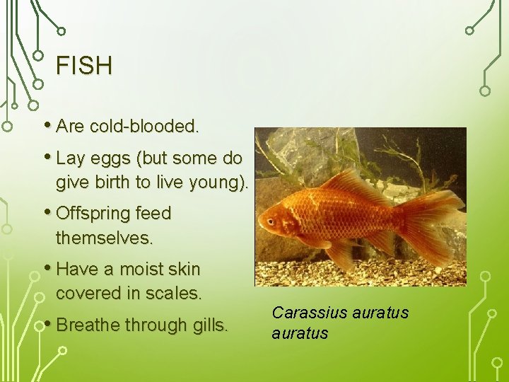 FISH • Are cold-blooded. • Lay eggs (but some do give birth to live