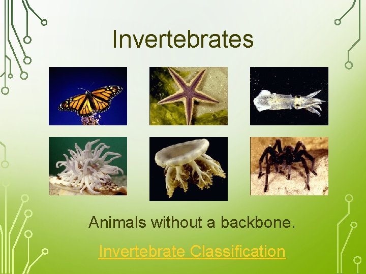Invertebrates Animals without a backbone. Invertebrate Classification 