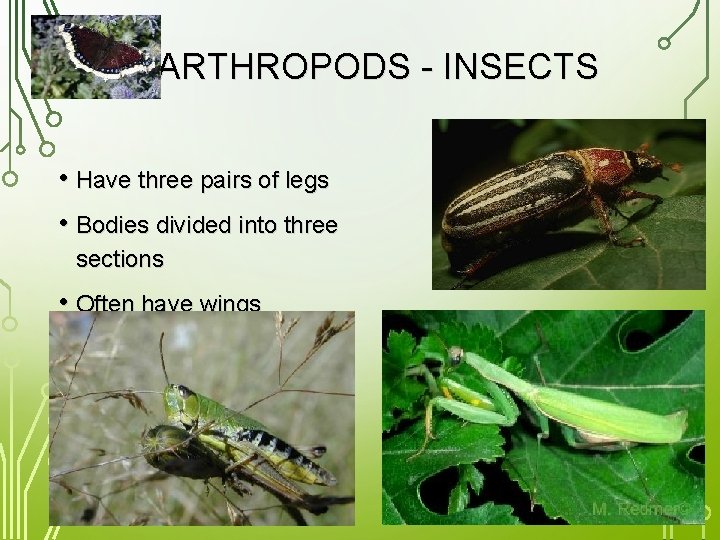 ARTHROPODS - INSECTS • Have three pairs of legs • Bodies divided into three