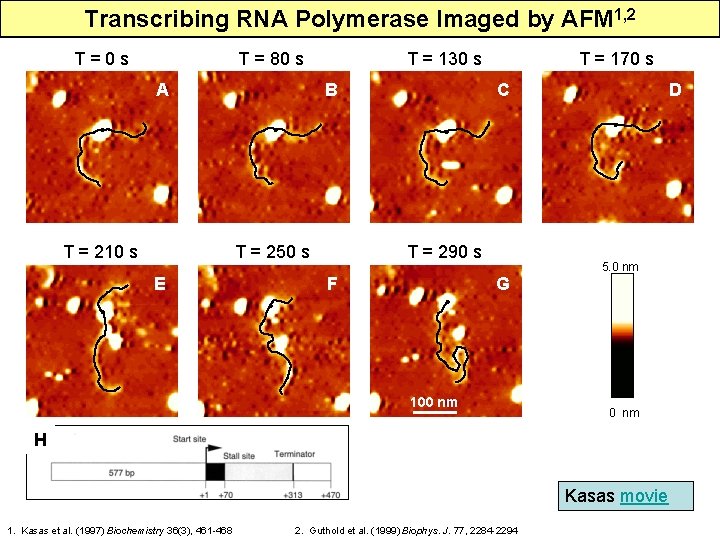 Transcribing RNA Polymerase Imaged by AFM 1, 2 T=0 s T = 80 s