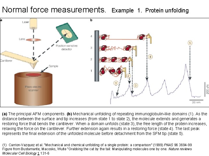 Normal force measurements. Example 1. Protein unfolding (a) The principal AFM components. (b) Mechanical