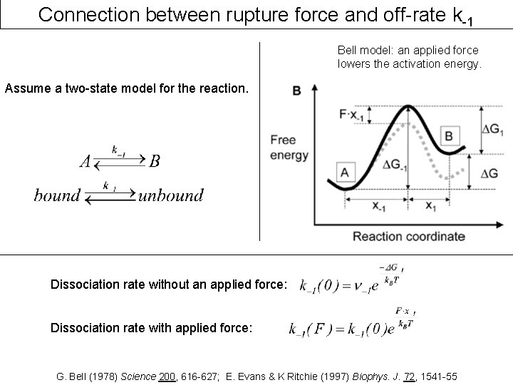 Connection between rupture force and off-rate k-1 Bell model: an applied force lowers the