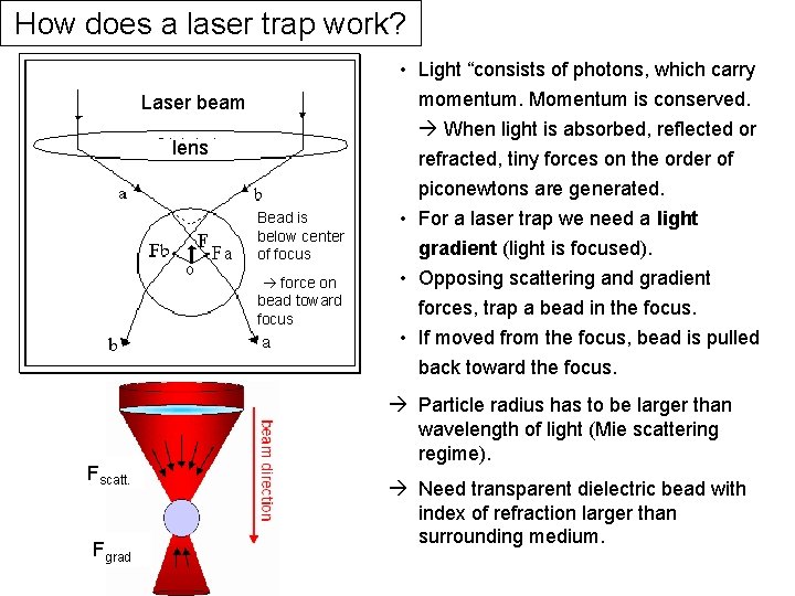 How does a laser trap work? Laser beam lens Bead is below center of