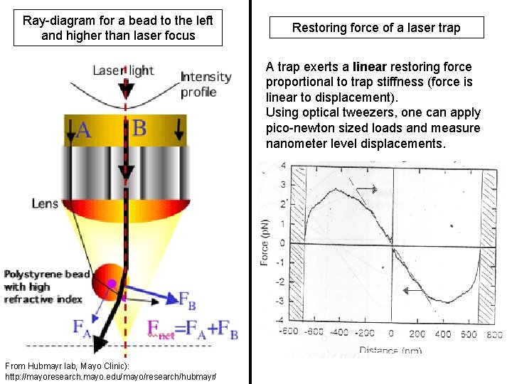 Ray-diagram for a bead to the left and higher than laser focus Restoring force