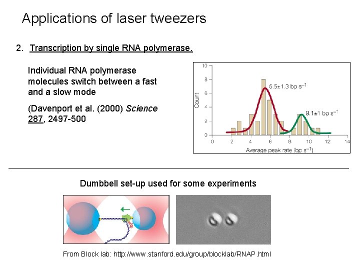 Applications of laser tweezers 2. Transcription by single RNA polymerase. Individual RNA polymerase molecules