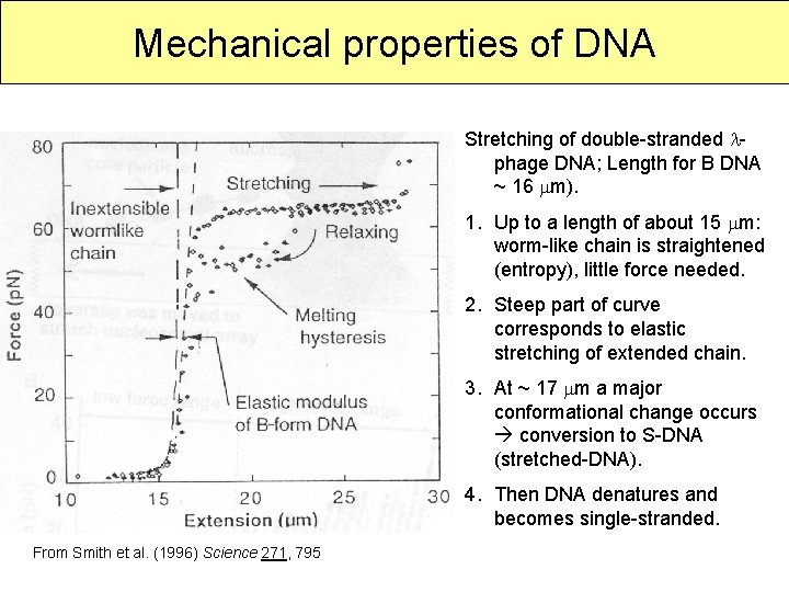 Mechanical properties of DNA Stretching of double-stranded lphage DNA; Length for B DNA ~
