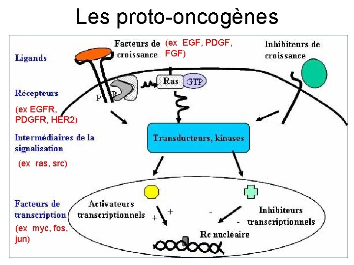 Les proto-oncogènes (ex EGF, PDGF, FGF) (ex EGFR, PDGFR, HER 2) (ex ras, src)