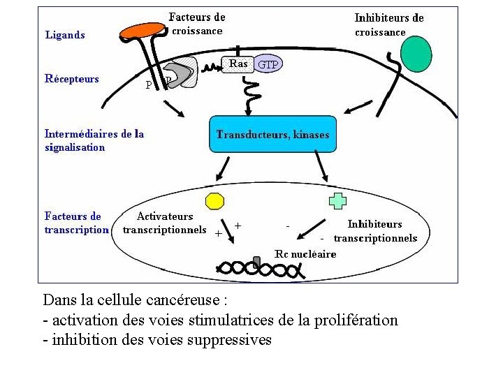 Dans la cellule cancéreuse : - activation des voies stimulatrices de la prolifération -