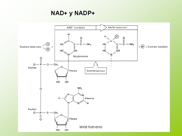 NAD+ y NADP+ Mirel Nervenis 