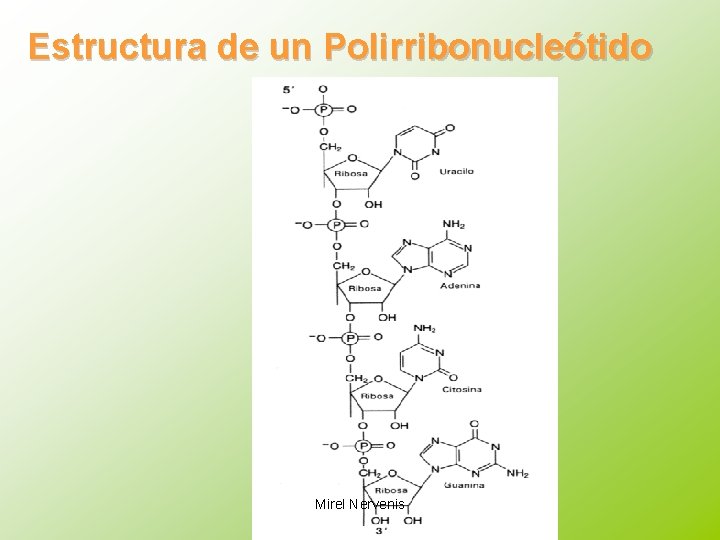 Estructura de un Polirribonucleótido Mirel Nervenis 