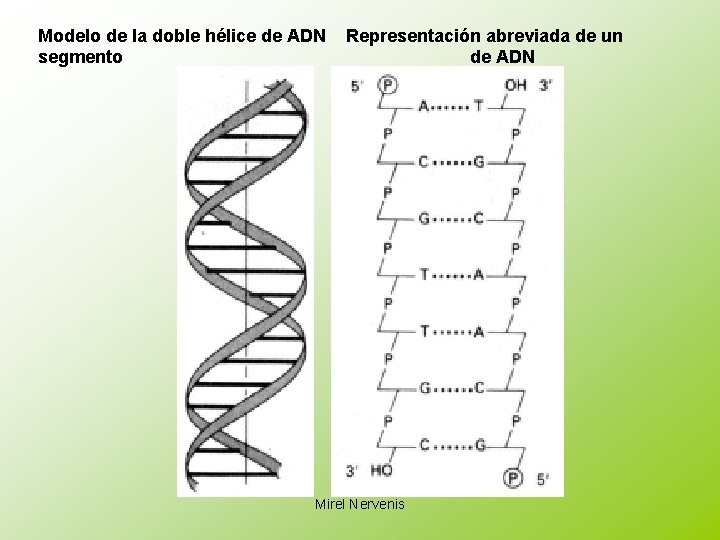 Modelo de la doble hélice de ADN segmento Representación abreviada de un de ADN