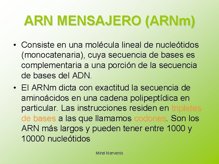 ARN MENSAJERO (ARNm) • Consiste en una molécula lineal de nucleótidos (monocatenaria), cuya secuencia