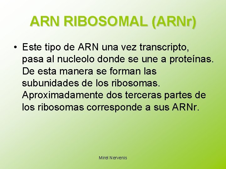 ARN RIBOSOMAL (ARNr) • Este tipo de ARN una vez transcripto, pasa al nucleolo