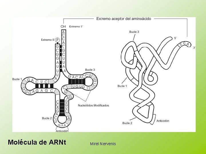 Molécula de ARNt Mirel Nervenis 