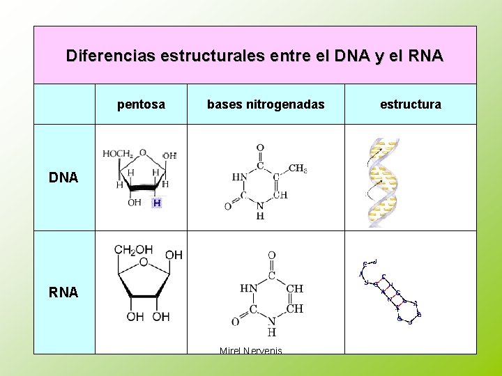 Diferencias estructurales entre el DNA y el RNA pentosa bases nitrogenadas DNA RNA Mirel