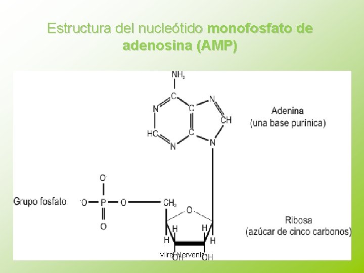 Estructura del nucleótido monofosfato de adenosina (AMP) Mirel Nervenis 